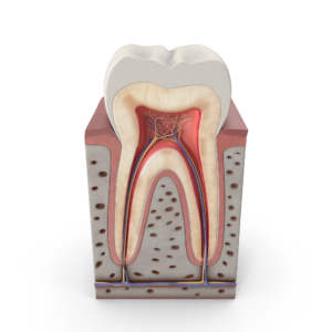 Kanal Tedavisi (Endodonti)