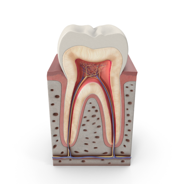 Kanal Tedavisi (Endodonti)