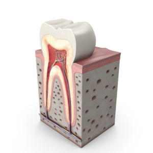 Kanal Tedavisi (Endodonti) - Görsel 4